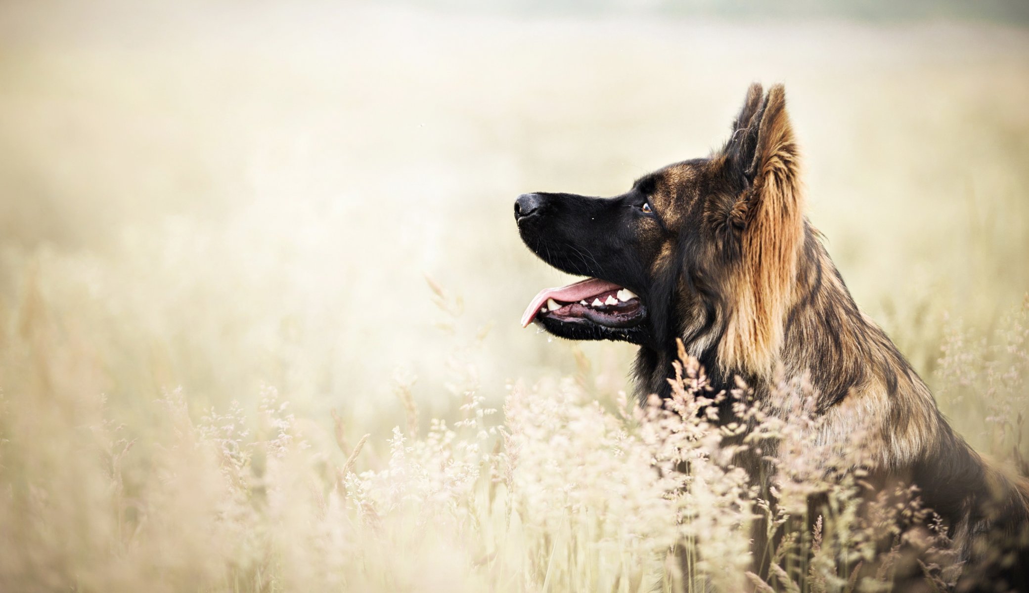 Взыскание ущерба при укусе собаки в Агидели